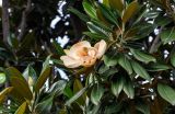 Magnolia grandiflora. Верхушка ветви с отцветающим цветком. Китай, провинция Шэньси, г. Сиань, в культуре. 10.06.2024.