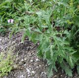 Verbena officinalis. Листья в нижней части растения. Краснодарский край, м/о Анапа, окр. пос. Куматырь, дол. р. Куматырь, средний пруд, низкий каменистый правый берег. 18.06.2021.