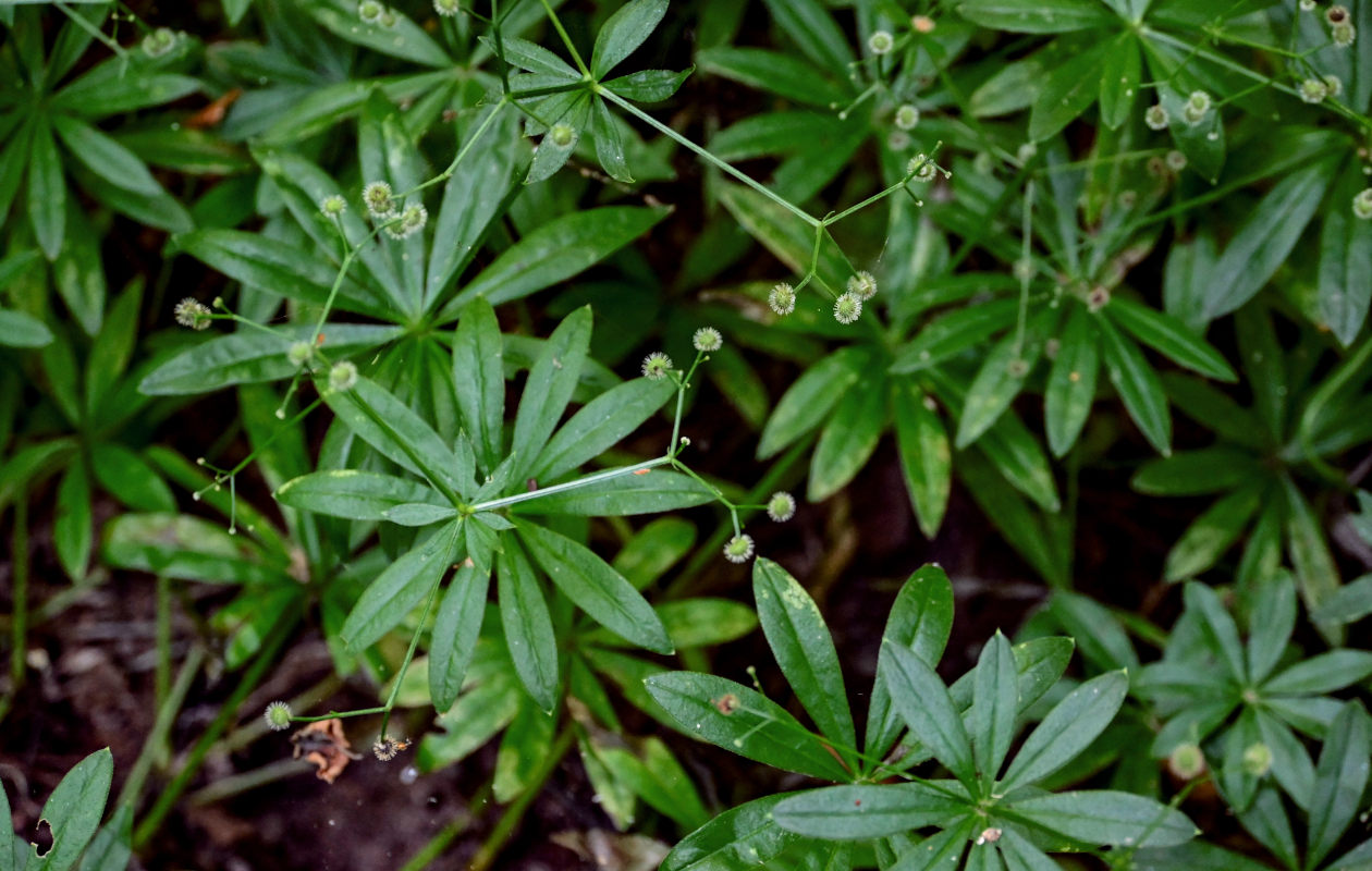 Image of Galium odoratum specimen.