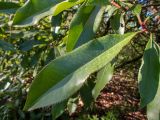 Photinia serratifolia. Лист. Крым, Южный Берег, подножие горы Аю-Даг, окр. ПГТ Партенит, парк. 24.05.2024.