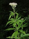 Eupatorium cannabinum