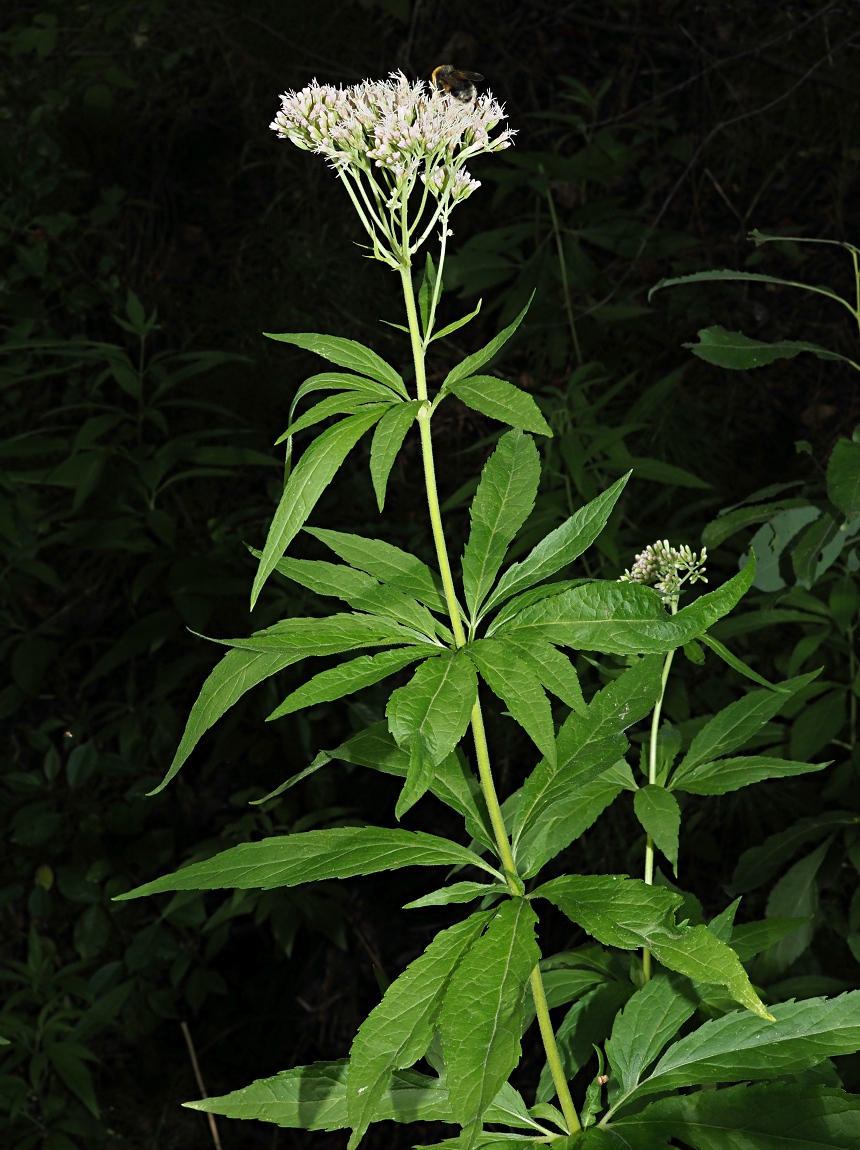 Изображение особи Eupatorium cannabinum.