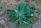 genus Verbascum. Вегетирующее растение. Самарская обл., Ставропольский р-н, сельское поселение Севрюкаево, окр. с. Мордово, высокий берег протоки Кольцовская Воложка, луг. 7 сентября 2023 г.