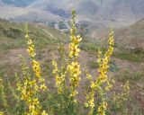 Verbascum laxum. Соцветия. Кабардино-Балкария, Черекский р-н, окр. с/п Верхняя Балкария, левый борт долины р. Хашхасу, ≈ 1800 м н.у.м., задернованная мелкощебнистая россыпь. 31.07.2024.