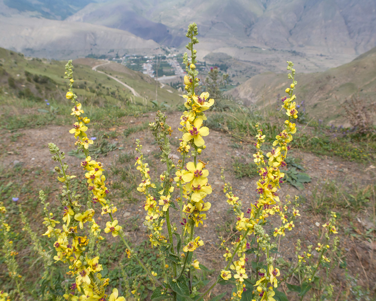 Изображение особи род Verbascum.