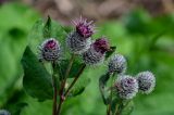 Arctium tomentosum. Верхушки побегов с соцветиями. Московская обл., Одинцовский гор. округ, окр. г. Звенигород, залежь. 18.08.2024.