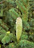 genus Picea. Часть ветви с незрелой шишкой. Испания, г. Мадрид, парк \"Campo del Moro\". Сентябрь.