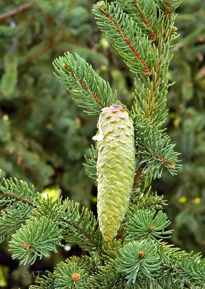 Image of genus Picea specimen.