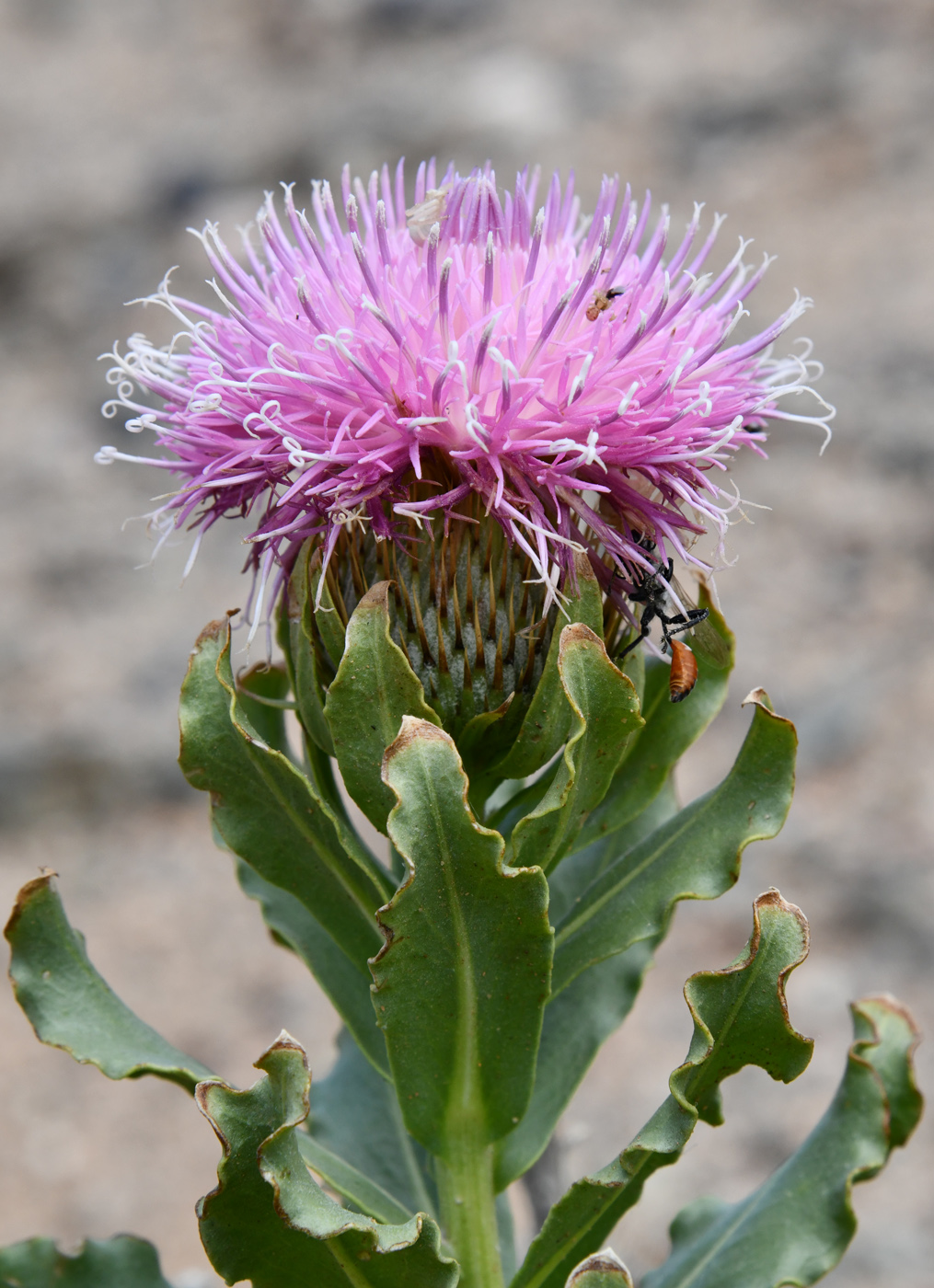 Image of Jurinea robusta specimen.