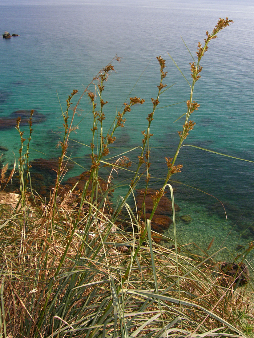 Image of Cladium martii specimen.