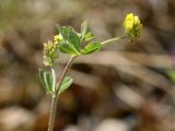 Medicago lupulina. Верхушка побега с соцветиями. Ленинградская обл., Волосовский р-н, окр. дер. Донцо, замшелый суходольный злаково-разнотравный луг на карбонатной почве. 22.06.2024.