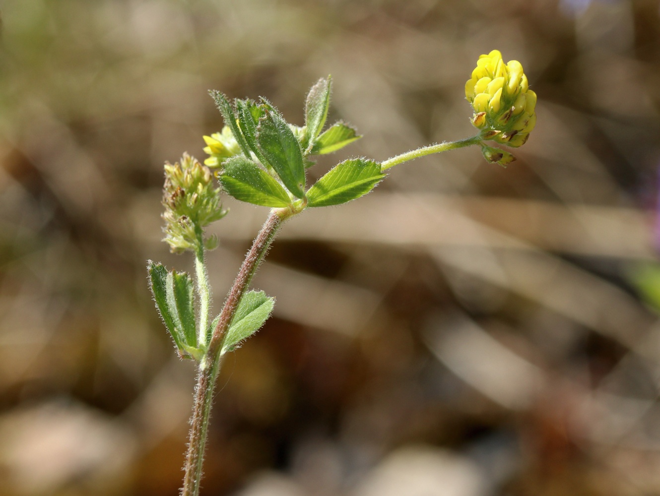 Image of Medicago lupulina specimen.