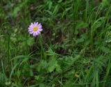 Pyrethrum coccineum