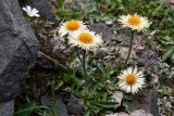 Erigeron lachnocephalus