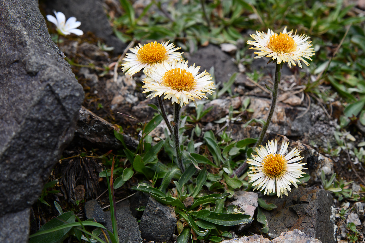 Image of Erigeron lachnocephalus specimen.