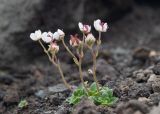 Micranthes merkii. Отцветающее растение. Камчатский край, Елизовский р-н, природный парк \"Вулканы Камчатки\", южный участок, кластер \"Налычевский\", памятник природы экструзия «Верблюд», каменистая осыпь. 11.08.2024.