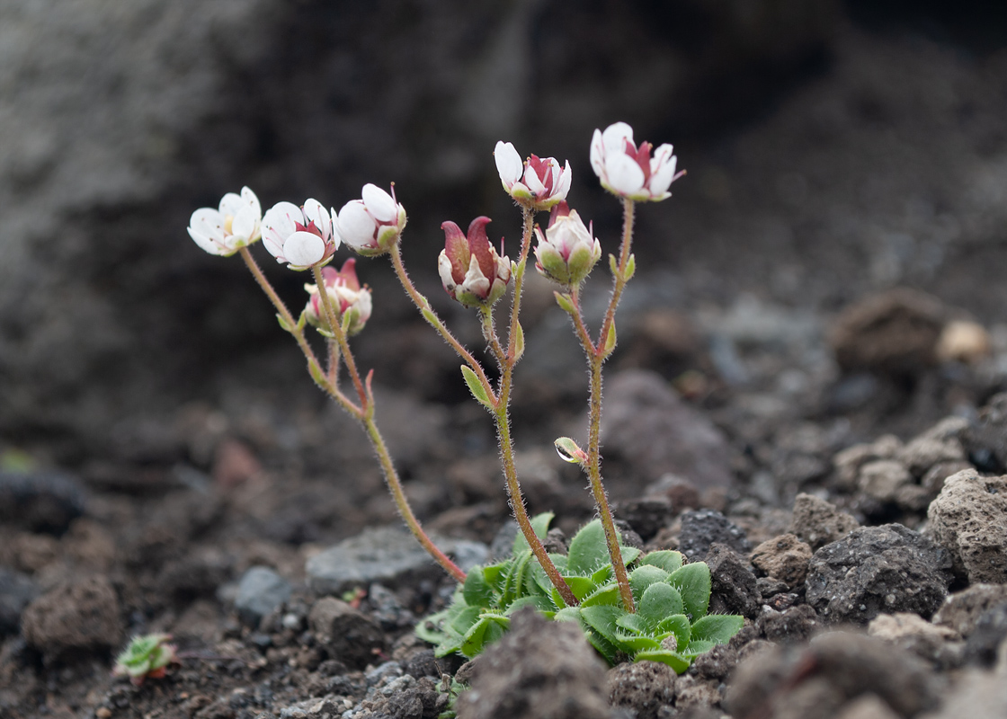 Изображение особи Micranthes merkii.