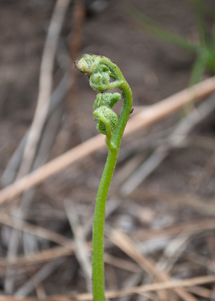 Изображение особи Pteridium japonicum.
