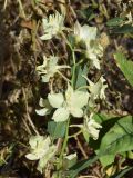 Delphinium semibarbatum. Верхушка соцветия. Узбекистан, г. Ташкент, Актепа Юнусабадская, склон холма, глинистая почва. 15.06.2015.