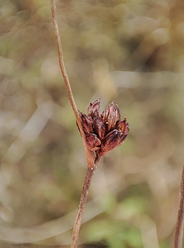 Image of Juncus alpino-articulatus specimen.