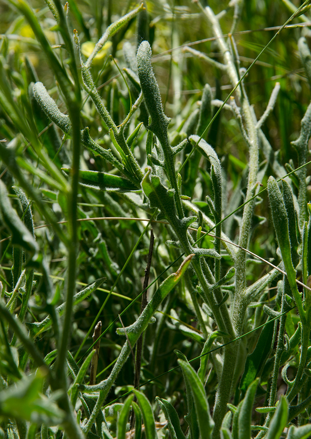 Изображение особи Sterigmostemum caspicum.