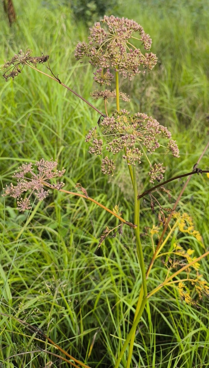 Image of Thyselium palustre specimen.