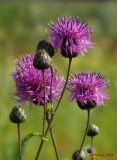 Centaurea apiculata