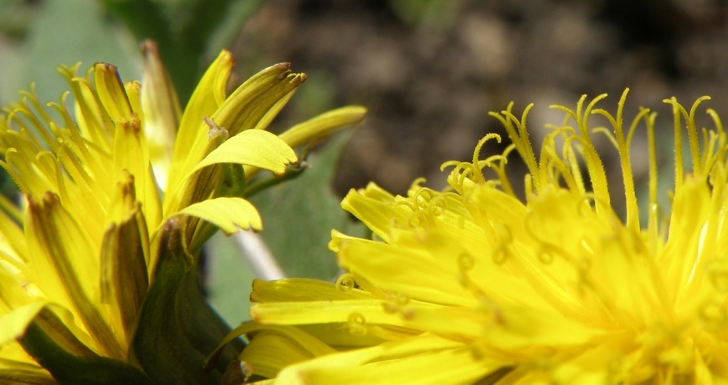 Image of genus Taraxacum specimen.