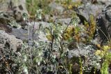 View full-size image genus Onosma