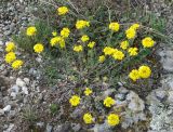 genus Alyssum. Цветущее растение. Крым, окр. водопада Джурла. 03.05.2011.