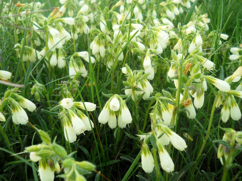 Image of Onosma simplicissima specimen.