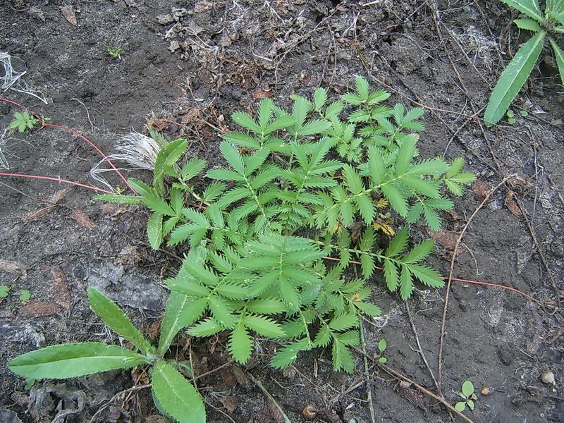 Image of Potentilla anserina specimen.