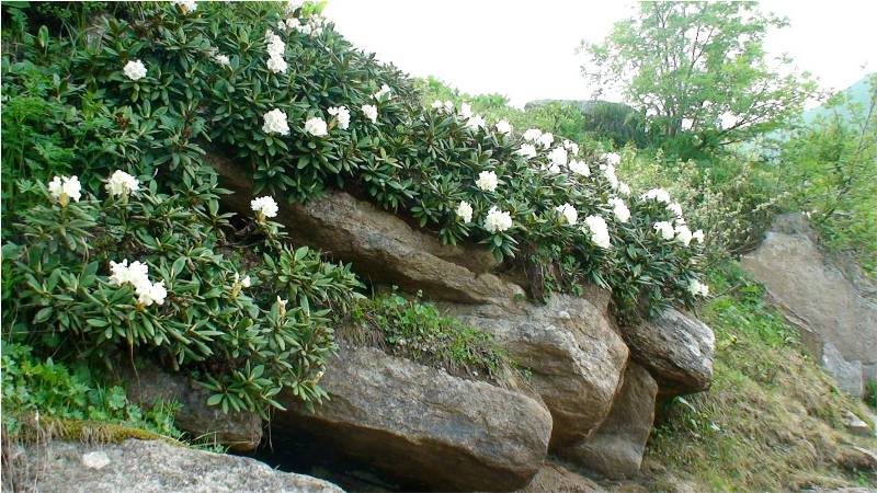 Image of Rhododendron caucasicum specimen.