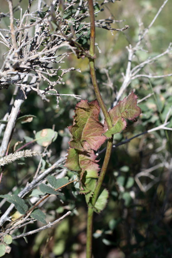 Image of Cicerbita rosea specimen.