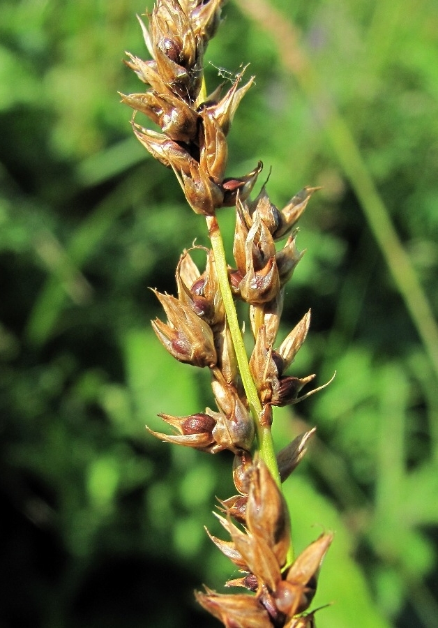 Изображение особи Carex appropinquata.