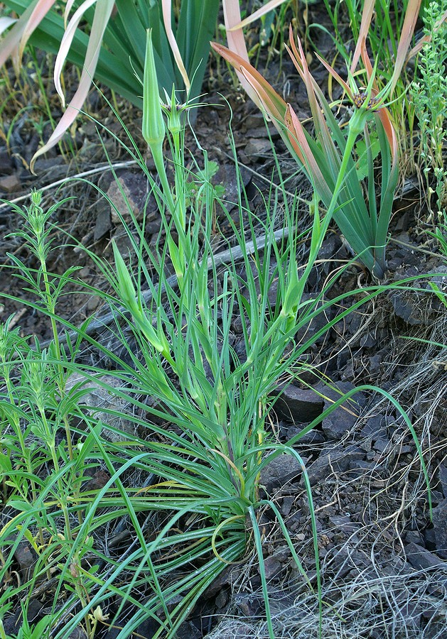 Изображение особи Tragopogon krascheninnikovii.