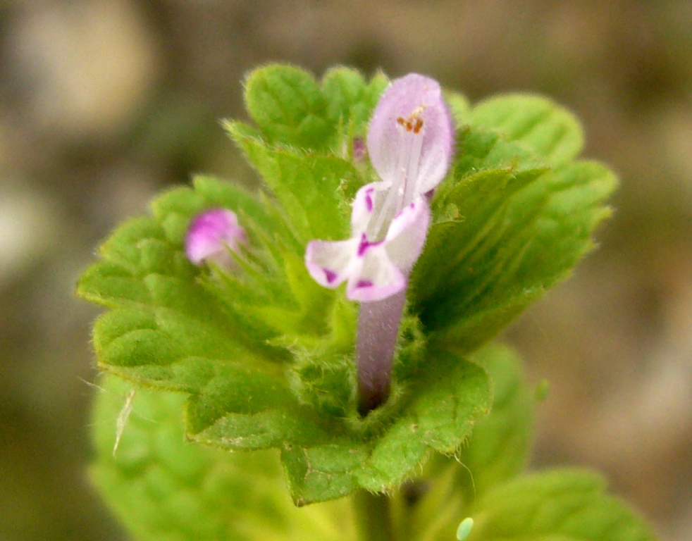 Image of Lamium amplexicaule specimen.