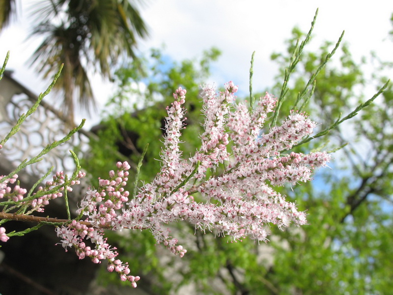 Image of genus Tamarix specimen.