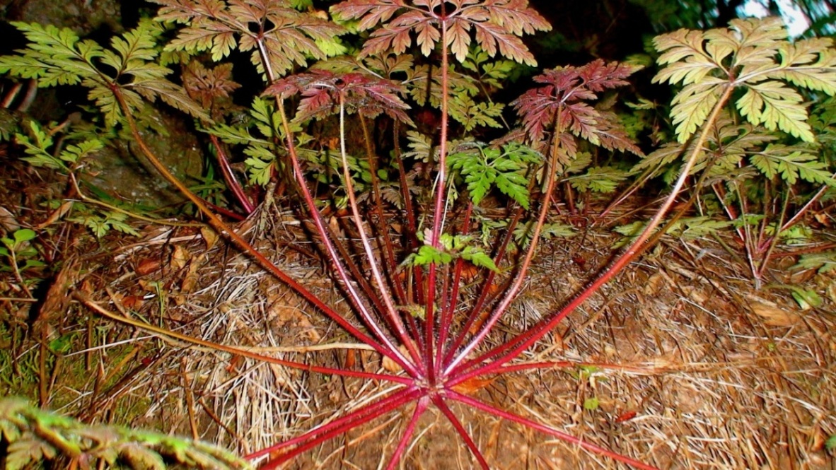 Изображение особи Geranium robertianum.