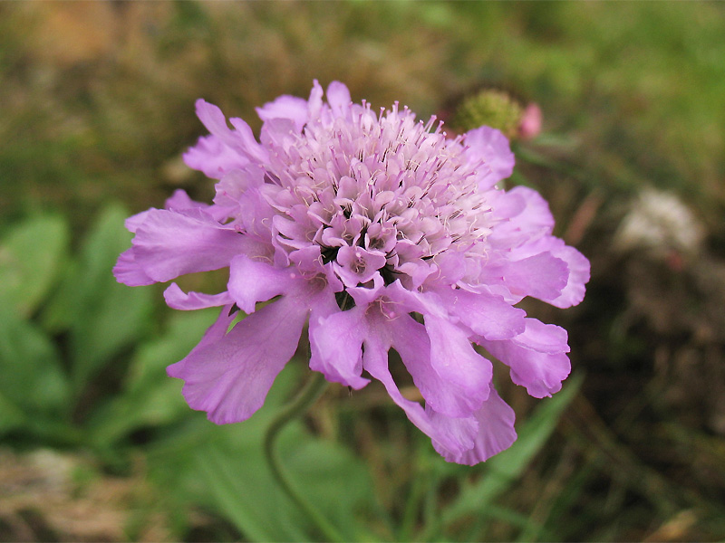 Изображение особи Scabiosa opaca.