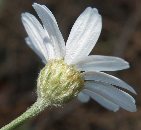 Image of Pyrethrum poteriifolium specimen.