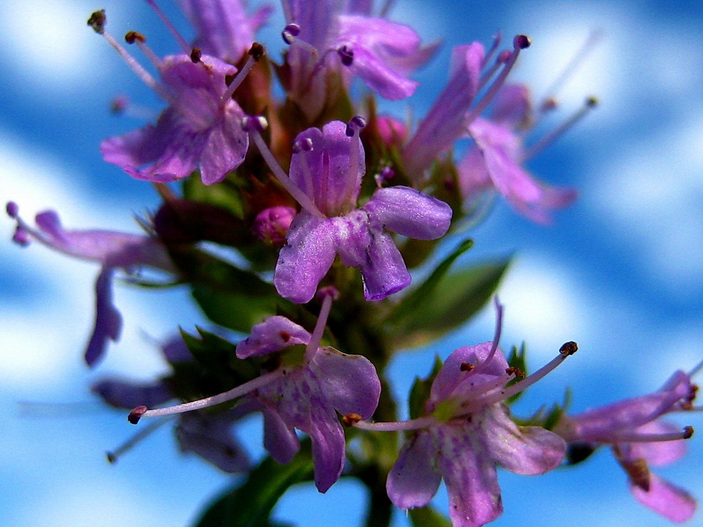 Image of Thymus sibiricus specimen.