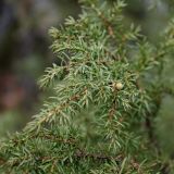 Juniperus niemannii. Ветка с незрелой шишкоягодой. Мурманская обл., окр. г. Мурманск. Начало июня.