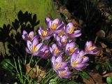 Crocus tommasinianus. Куртинка цветущих растений. Нидерланды, Гронинген, городской парк. 10 февраля 2008 г.