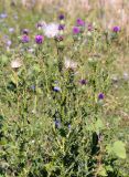 Cirsium vulgare