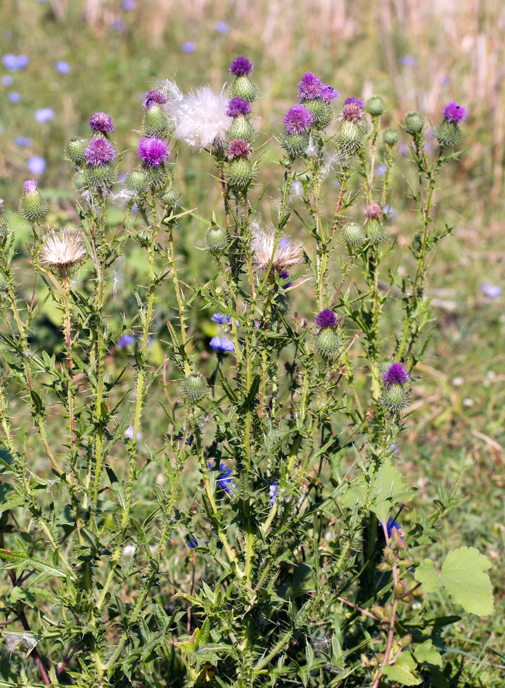 Image of Cirsium vulgare specimen.