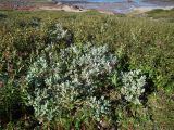 Salix lanata. Повторно цветущее растение. Кольский п-ов, Восточный Мурман, Дальние Зеленцы, губа Дальнезеленецкая, Дальний Пляж, долина руч. Дальнезеленецкий. 31.08.2012.