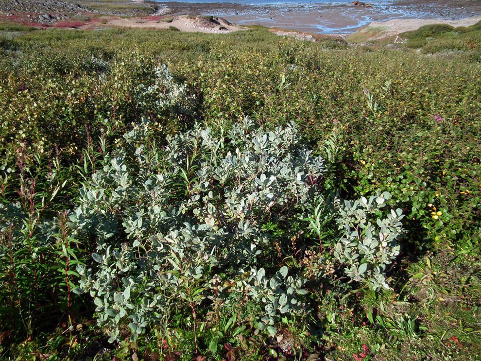 Image of Salix lanata specimen.