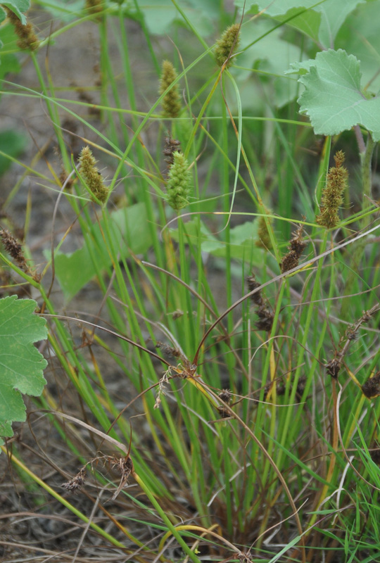 Image of Carex neurocarpa specimen.