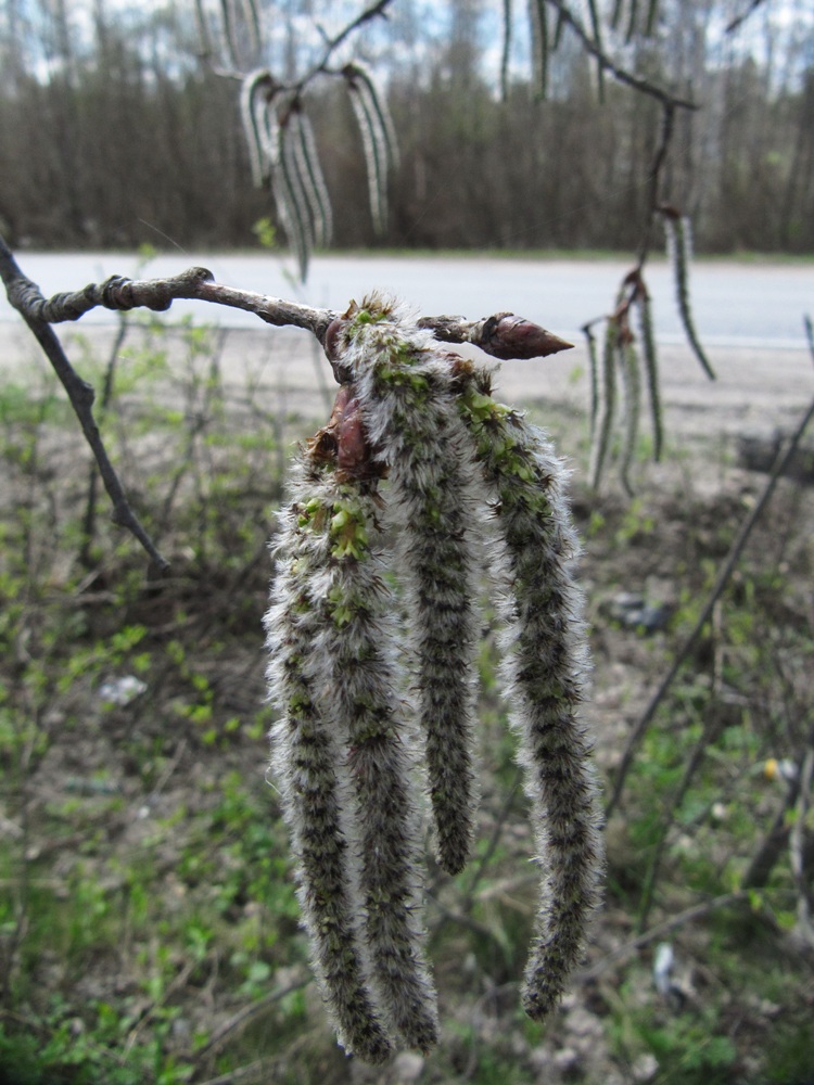 Image of Populus tremula specimen.